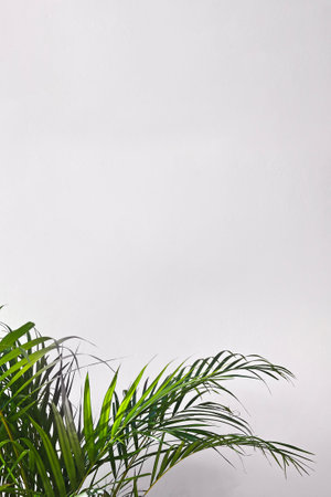 Lush green palm leaves over a neutral wall with copy space, summer backgroundの写真素材