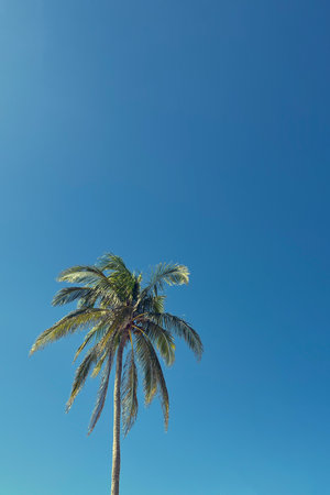 Single tall palm tree under clear blue sky on a sunny dayの写真素材