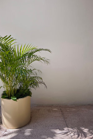 Green palm plant in a simple pot against a light-colored wall in a sunlit indoor spaceの写真素材