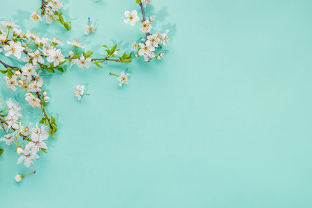 Delicate white cherry blossoms arranged on a mint green background with copy spaceの写真素材