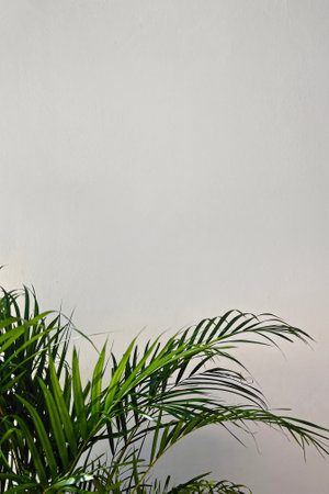 Green tropical plant with lush leaves against a minimalistic light wall with copy spaceの写真素材