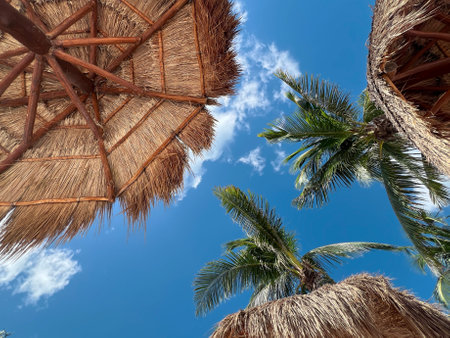 Bright blue sky and palm trees seen from beneath straw umbrellas at a beach resort in a coastal locationの写真素材