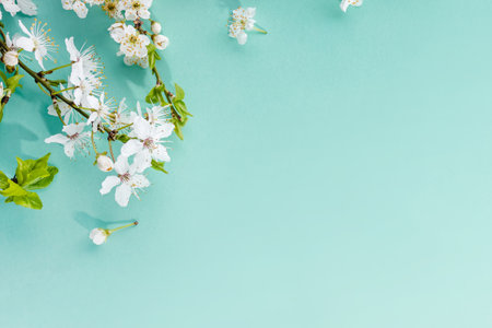 Delicate white flowering branches on a serene turquoise background, springtime backdrop, copy spaceの写真素材