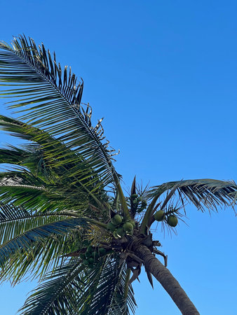 Tropical palm tree with coconuts sways gently under the clear blue sky
