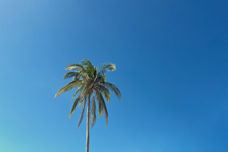 Tall pall palm tree under a clear blue sky at midday, minimal compositionの写真素材