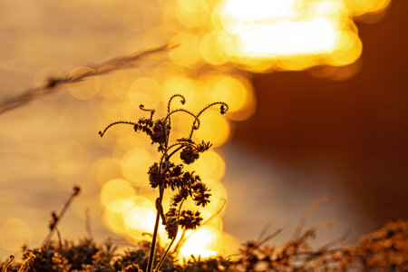 Beautiful silhouette of plants against shimmering water during sunset in a serene landscape