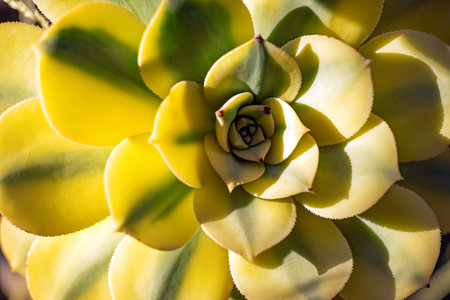 Vibrant succulent plant with striking yellow-green leaves in a sunny garden settingの写真素材