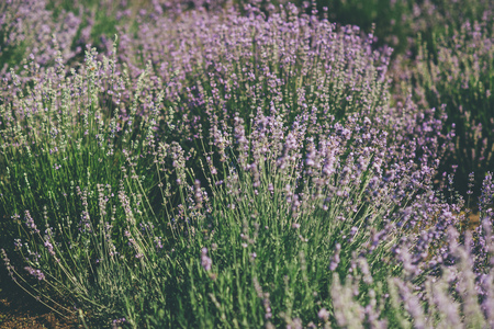 Lavender field in summer. Ukraine sunny day bloomingの写真素材