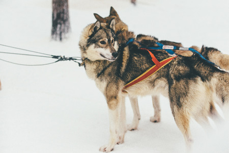 two Husky in harness on snow in winter, Lapland, Finlandの写真素材