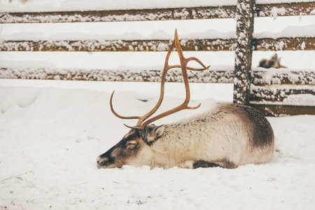 Reindeer herd, Lapland, Northern Finland slippingの写真素材