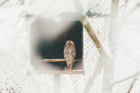 Close up image of a barred owl, in the wild, perched on a tree limb.の写真素材