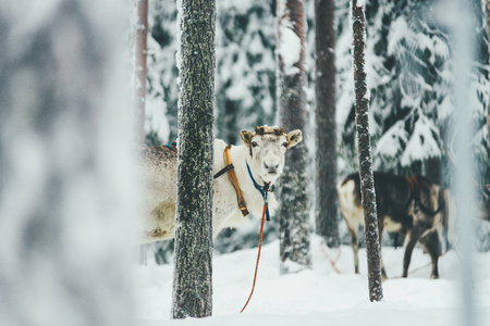 Reindeer are in harness during of winter day.の写真素材