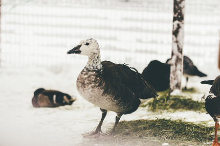wild duck in the snow in the zoo in finlandの写真素材