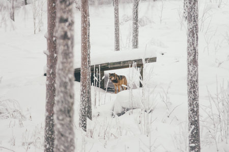 Lynx on the snow background in finland zoo