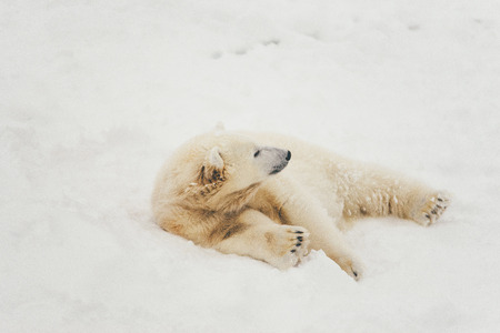 white polar bear in snow forest lying sleepingの写真素材
