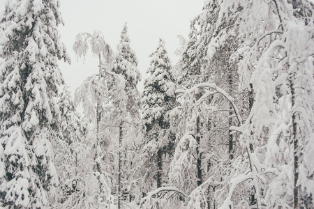 Winter Snow Forest at Finnish Saami Farm in Rovaniemi, Finland, Lapland at Christmas. At the North Arctic Pole.の写真素材