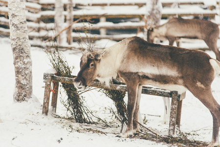 Reindeer, Winter Snow Forest at Finnish Saami Farm in Rovaniemi, Finland, Lapland at Christmas. At the North Arctic Pole.の写真素材