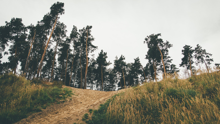 Autumn view of a hill covered in tall pines with grey cloudy sky on the backgroundの写真素材