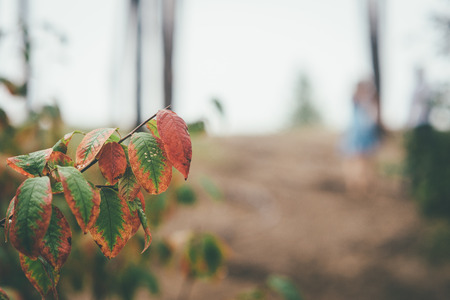 Beautiful composition of a golden fall leaves in focus and wedding couple walking in forest blurredの写真素材
