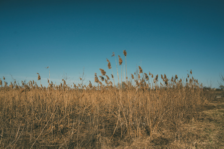 Conceptual landscape of the desolate field with dry herbs under the deep blue skyの写真素材