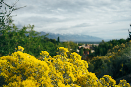 Focused furry bush in front and blurred town and mounntains as a backgroundの写真素材