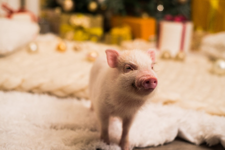 Sweet pinkish mini pig seems smiling while standing on the white fluffy rugの写真素材