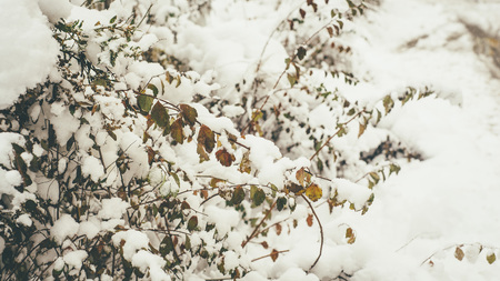 Remains of the autumn are covered in fluffy snow, closeup pictureの写真素材