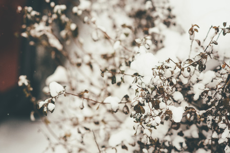 Selective focus image of the bush branches and leaves, smoothly covered with white fluffy snowの写真素材