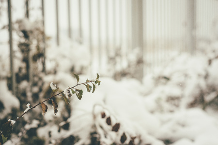 Bush with small leaves covered in snow, metal fence as a blurred backgroundの写真素材