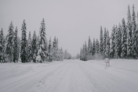 Monochromatic-like photo of the foggy spruce forest, covered in midwinter flaky snowの写真素材