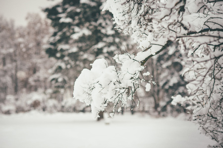 White flaky snow is covering trees in the park a lot of snowの写真素材