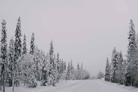 Monochromatic-like photo of the foggy spruce forest, covered in midwinter flaky snowの写真素材