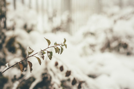 Selective focus image - bush with small leaves covered in snow, metal white fence as a blurred backgroundの写真素材
