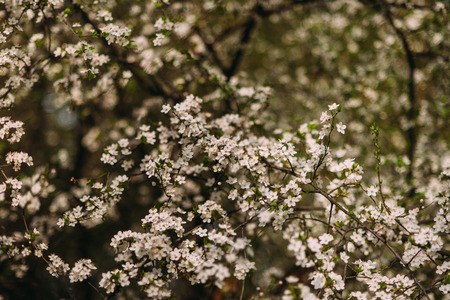 branch of apple tree is blooming in the gardenの写真素材