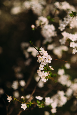 apple tree is blooming in the garden blurred backgroundの写真素材