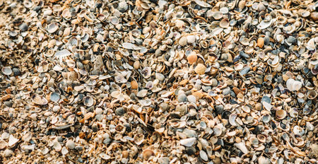 The general plan of a large number of shells on the sand. Texture of shells. Marine theme...