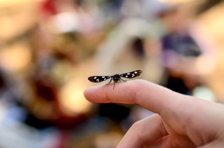 soft focus soft black and yellow butterfly sitting on a finger close-up. Bokeh blurred background. Touch with nature.の写真素材