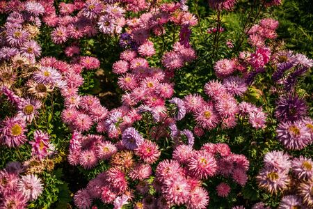 Beautiful bush with lilac flowers. Spring blooms. Many flowers on a warm sunny day. Background of pink flowersの写真素材