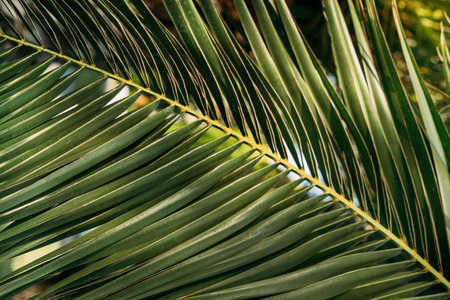  Textural background close-up of green palm tree branch. Horizontal photo, sunny day.