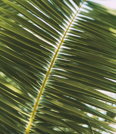 Close-up of leaves of palm tree branch against the sky. Texture and backgroundの写真素材