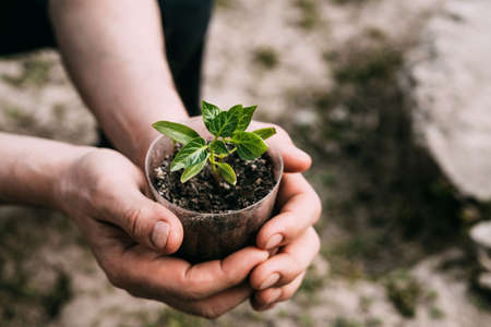 Close-up of a mans hand holding a seedling while sitting on the ground. Horticulture, gardening, household, hand work with soilの写真素材