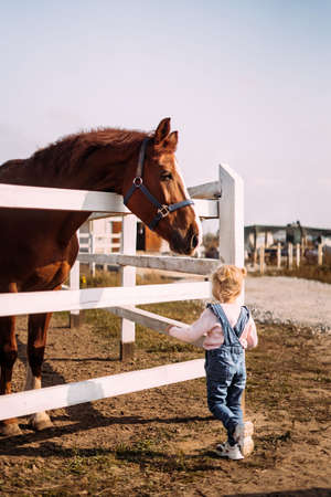 The little girl approached a large brown horse in a levada in the stable. Acquaintance of the child with the animal. Make contactの写真素材