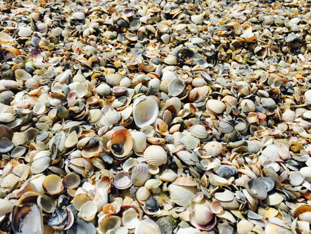 Close-up of seashells lie on the beach on the sand. Marine background and details.