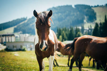 Close-up portrait of beautiful wild horse looking in to a camera grazing in the mountains in a meadow on a sunny dayの写真素材