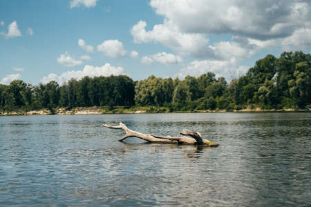 A beautiful snag of a tree floats in the river with a gorgeous view. Blue sky with clouds, calm river and forest on the shoreの写真素材