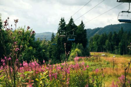 Blooming Rosa plants on the ski mountain in summer. The lifts and dense forest are visible in the background. The freshness of summer air in the mountainsの写真素材