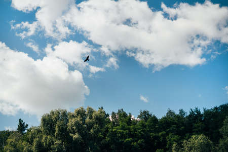 Beautiful bird flying in blue sky with clouds over green deciduous forestの写真素材
