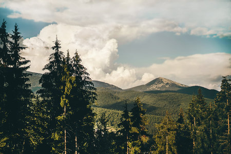 Mountain landscape. Tall trees stand on the mountain. Sunny sky with clouds