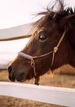 Close-up portrait of a brown pony side view