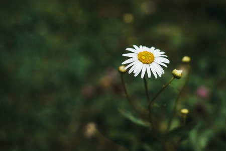 Close-up of chamomile flower with dew drop. Horizontal photo
